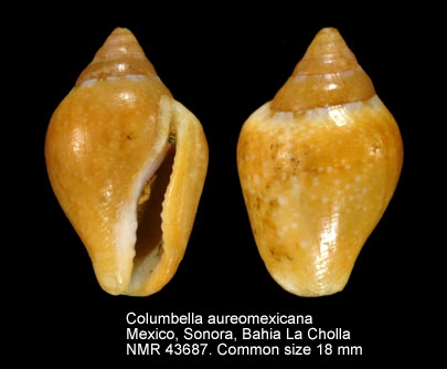Columbella aureomexicana