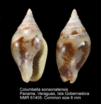 Columbella sonsonatensis