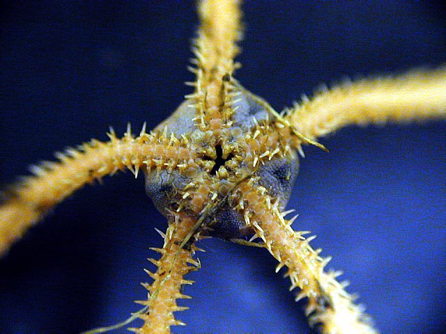Amphioplus acutus Amphioplus acutus