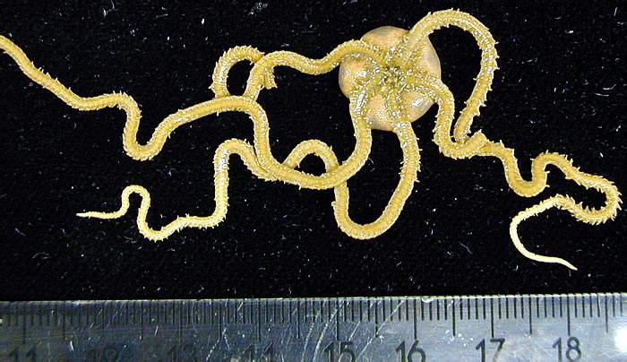 Amphioplus peregrinator Amphioplus peregrinator
