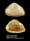 Corbula laticostata