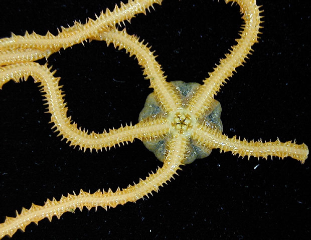 Amphiura joubini Amphiura joubini