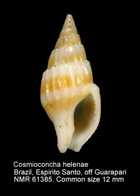 Cosmioconcha helenae