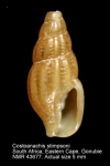 Costoanachis stimpsoni