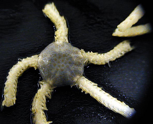 Amphiura belgicae Amphiura belgicae