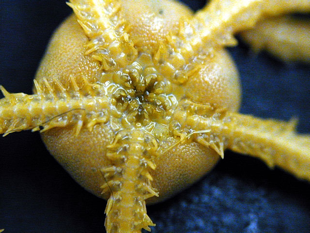 Amphiura proposita Amphiura proposita