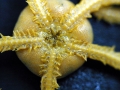 Echinodermata (echinoderms)