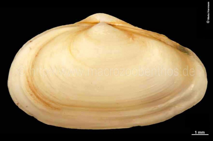 Mya pseudoarenaria