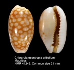 Cribrarula esontropia cribellum