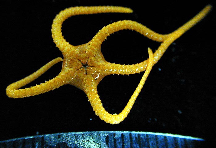 Ophioceres incipiens 1 Ophioceres incipiens 1
