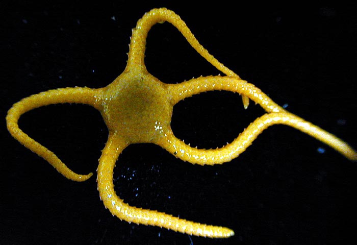 Ophioceres incipiens 2 Ophioceres incipiens 2