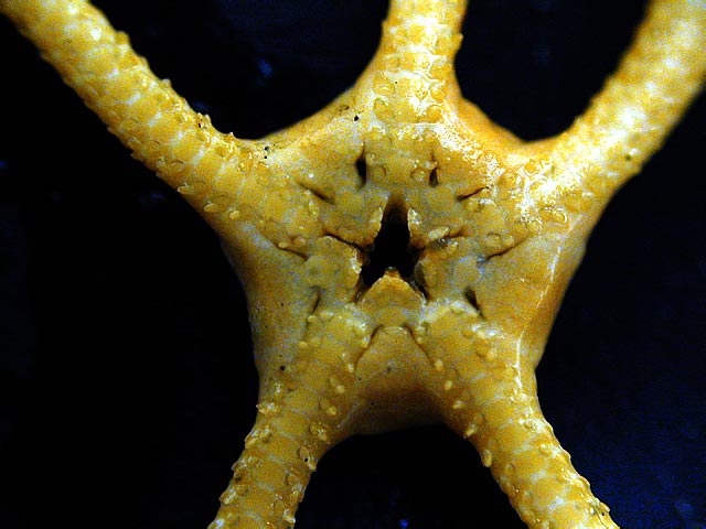 Ophioceres incipiens 3 Ophioceres incipiens 3