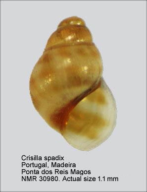 Crisilla spadix
