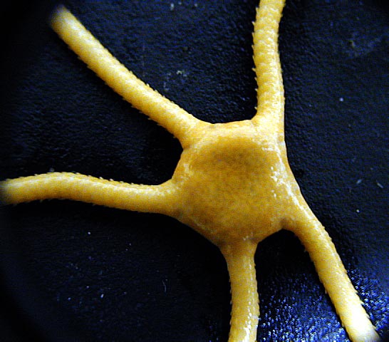 Ophioceres incipiens 4 Ophioceres incipiens 4