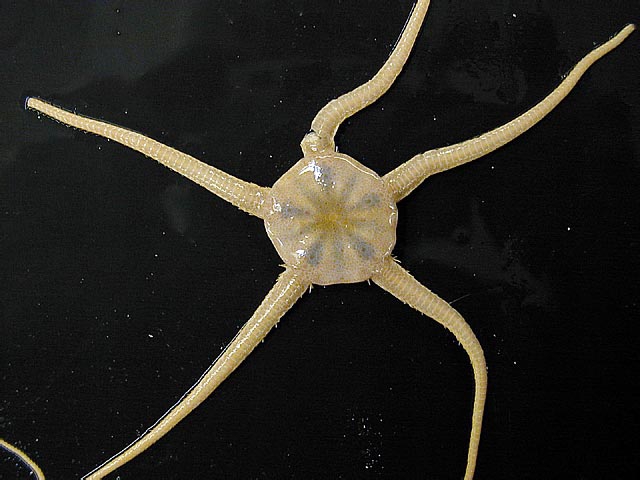 Ophionotus victoriae Ophionotus victoriae