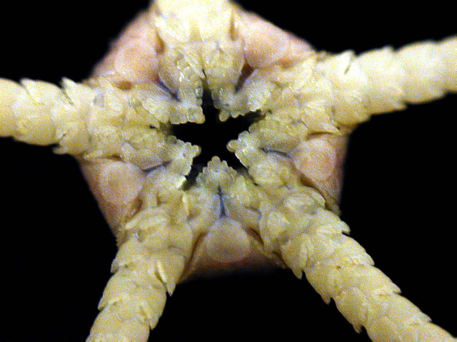Ophiosteira antarctica Ophiosteira antarctica