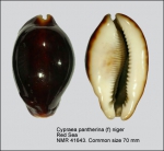 Cypraea pantherina