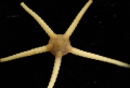 Echinodermata (echinoderms)