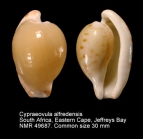 Cypraeovula alfredensis