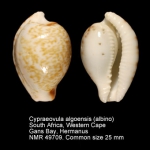 Cypraeovula algoensis