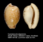 Cypraeovula algoensis