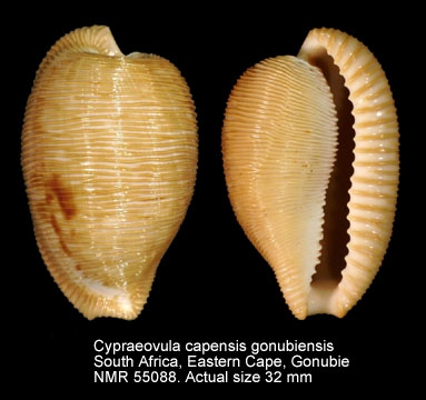 Cypraeovula capensis gonubiensis