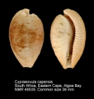 Cypraeovula capensis