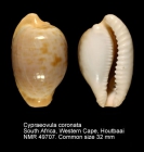 Cypraeovula coronata