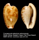 Cypraeovula edentula nahoonensis