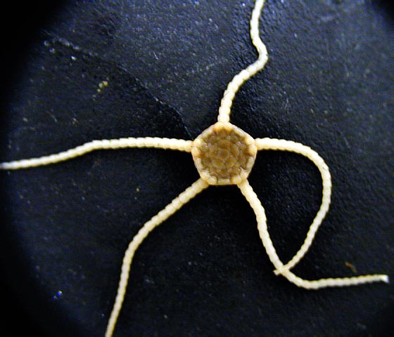 Ophiura rouchi Ophiura rouchi