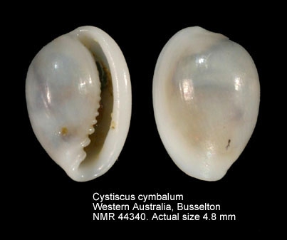 Cystiscus cymbalum