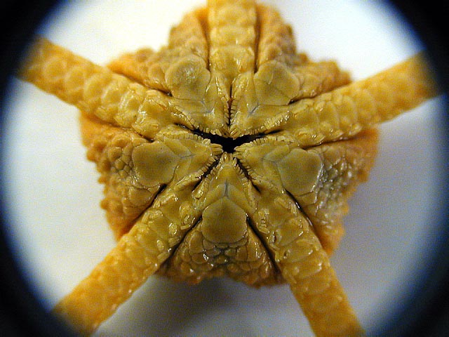 Ophiuroglypha carinifera Ophiuroglypha carinifera