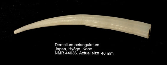 Dentalium octangulatum