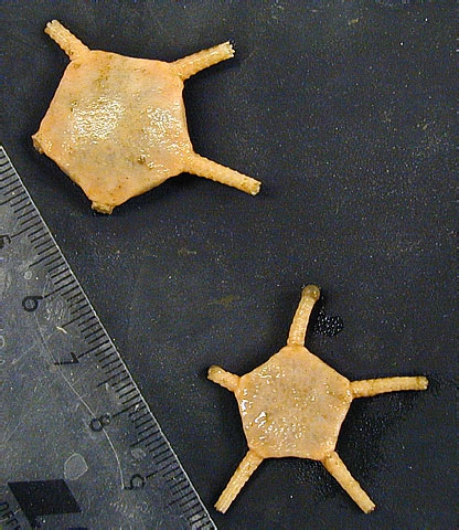 Ophiuroglypha ambigua Ophiuroglypha ambigua