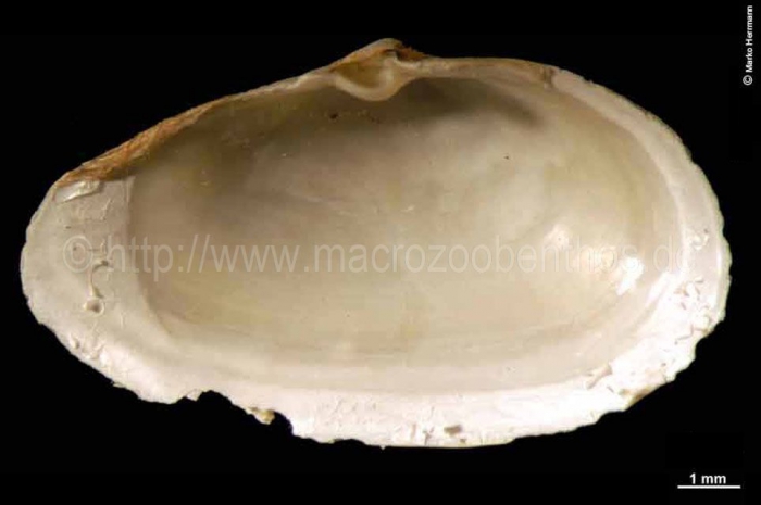 Mya pseudoarenaria Mya pseudoarenaria