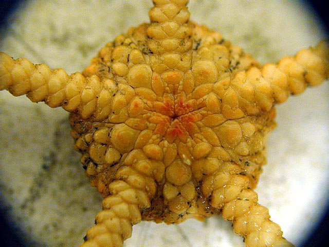 Ophioplinthus brevirima Ophioplinthus brevirima