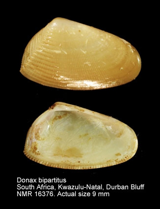 Donax bipartitus