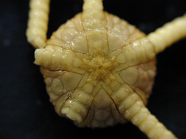 Ophiurolepis gelida Ophiurolepis gelida