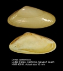 Donax californicus