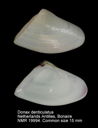 Donax denticulatus