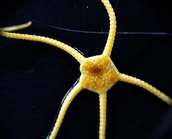 Ophiurolepis martensi Ophiurolepis martensi
