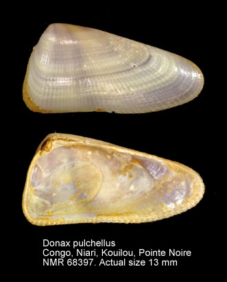 Donax pulchellus