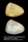Donax semisulcatus semigranosus