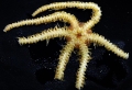 Echinodermata (echinoderms)