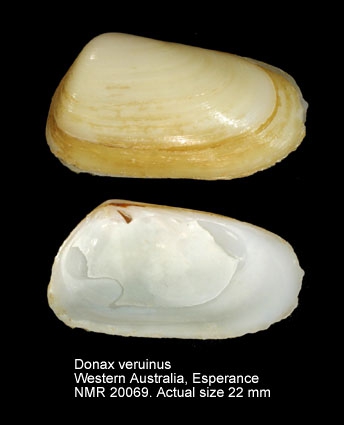 Donax veruinus