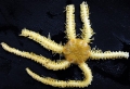 Echinodermata (echinoderms)