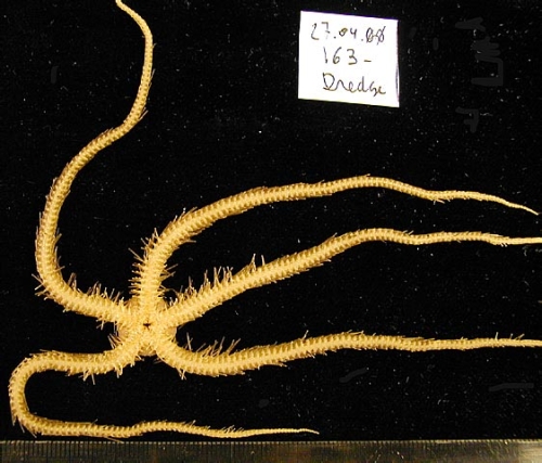 Ophiacantha pentactis 1