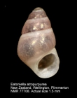 Eatoniella atropurpurea