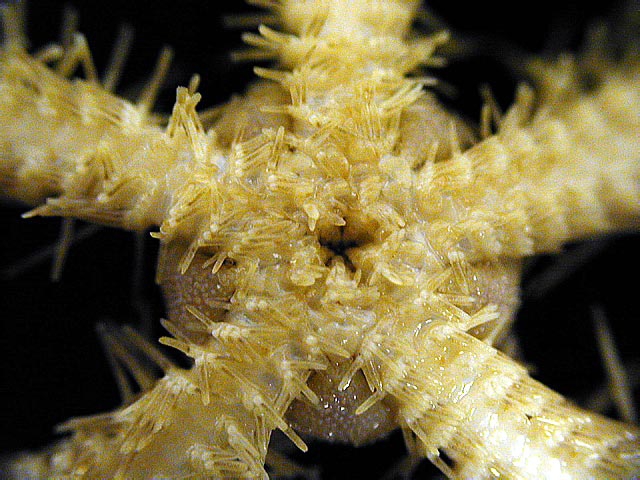 Ophiacantha pentactis 2 Ophiacantha pentactis 2