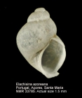 Elachisina azoreana